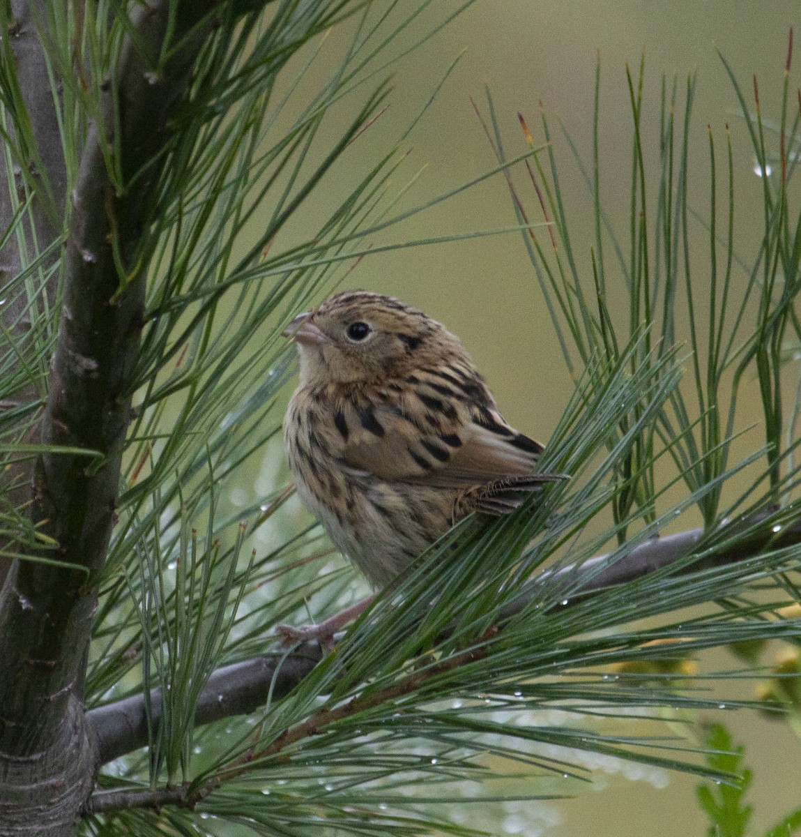 LeConte's Sparrow - ML641684304