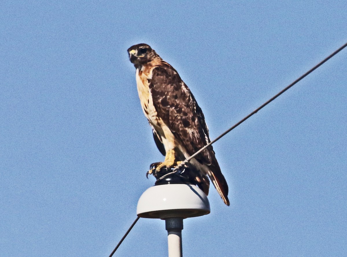 Red-tailed Hawk - ML641684312