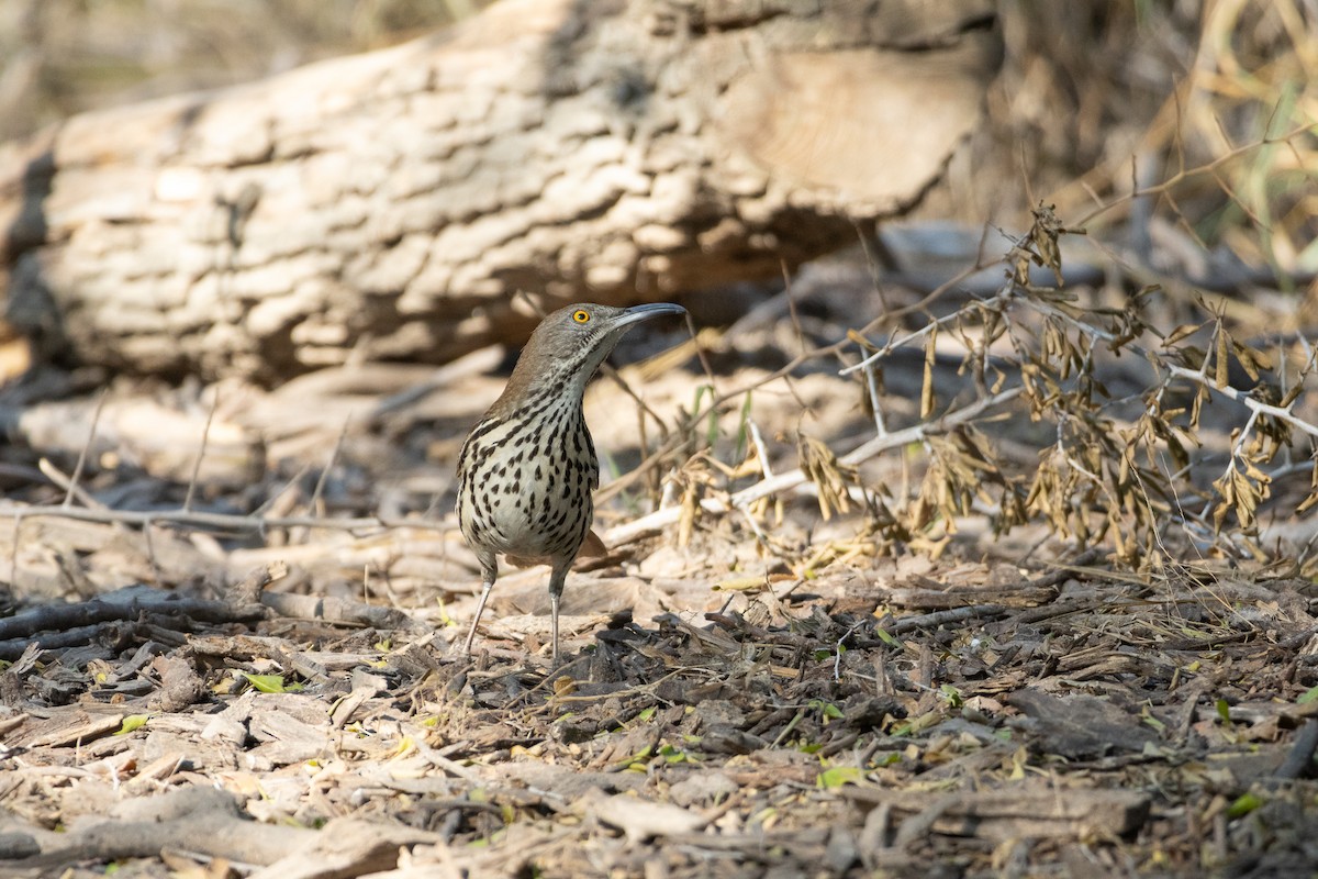 Long-billed Thrasher - ML641684354