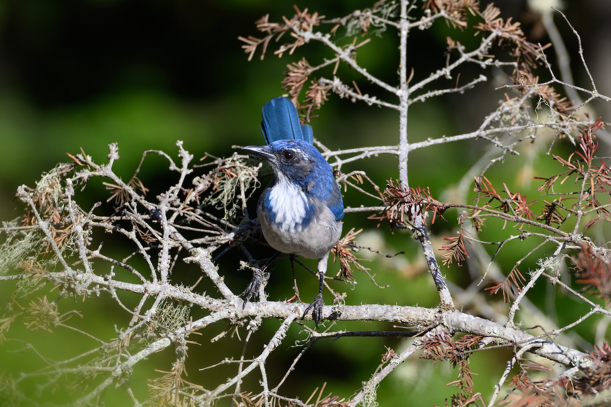 California Scrub-Jay - ML641684395