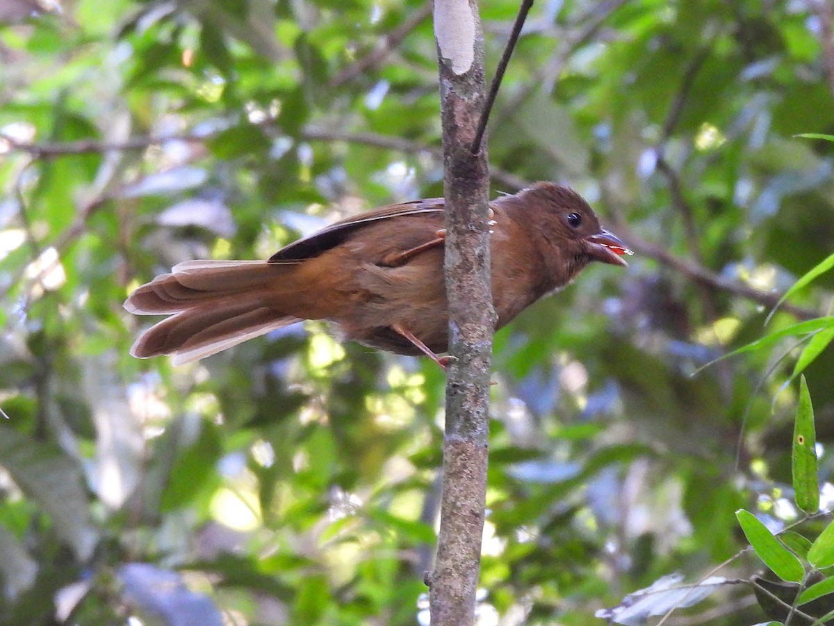 Red-crowned Ant-Tanager - ML641684396