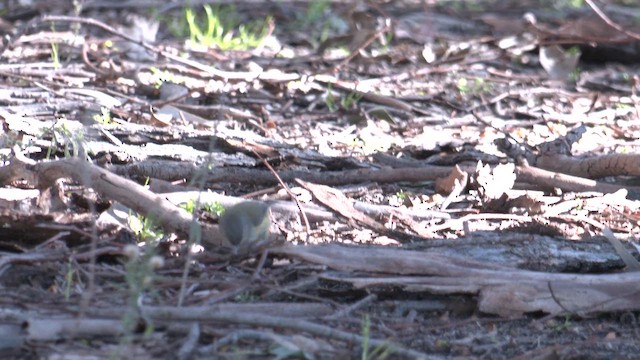 Шиподзьоб жовтогузий - ML641684405