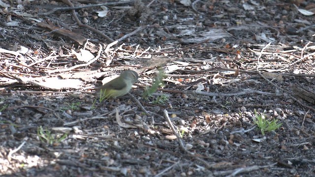 Шиподзьоб жовтогузий - ML641684409