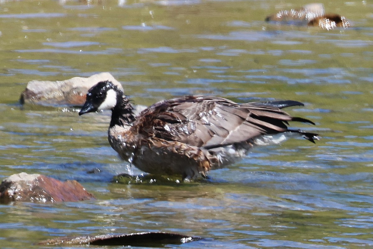 Cackling Goose (Aleutian) - ML641684427