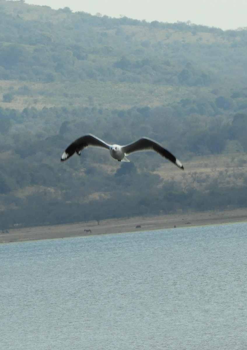 Andean Gull - ML641684452