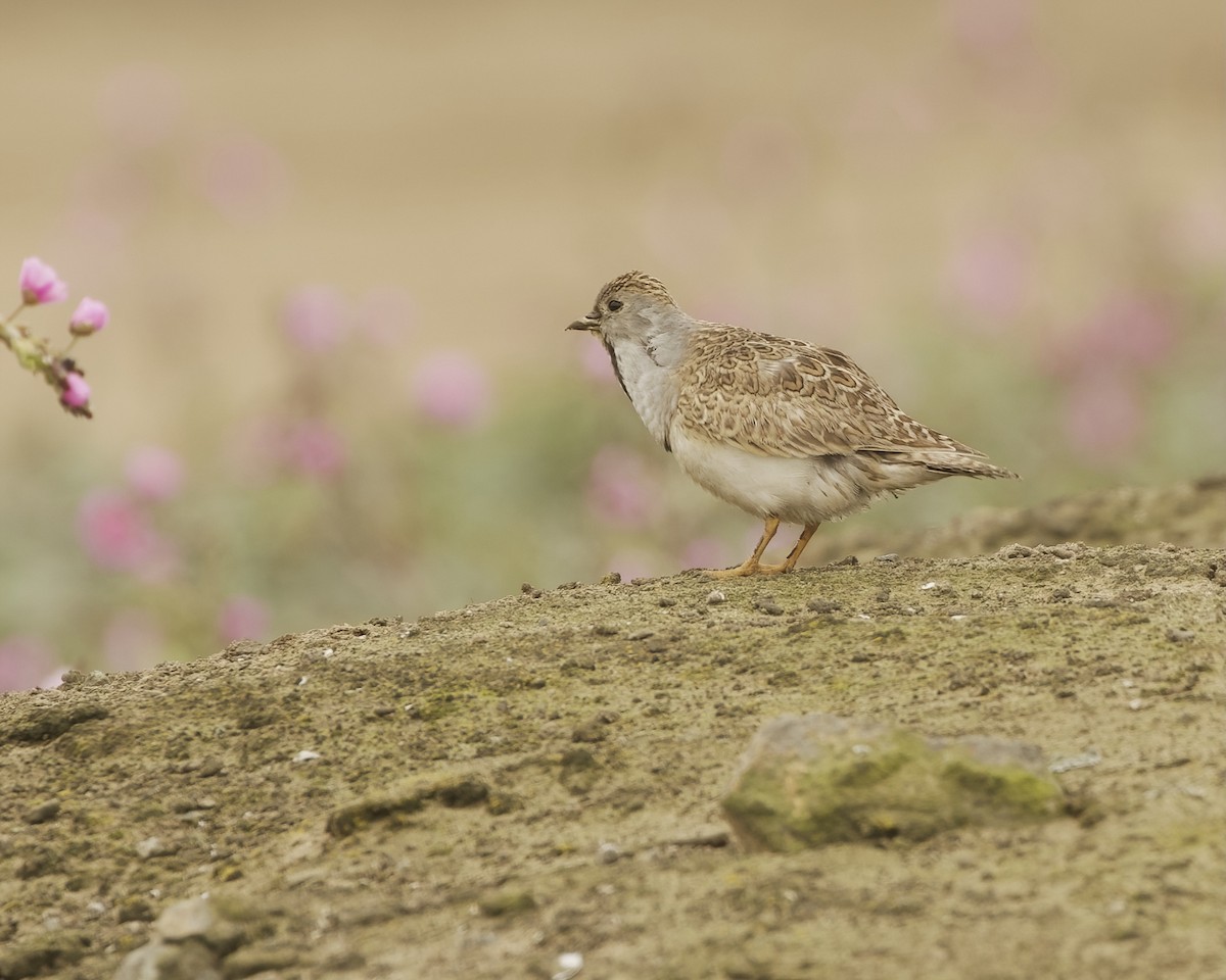 Least Seedsnipe - ML641684458