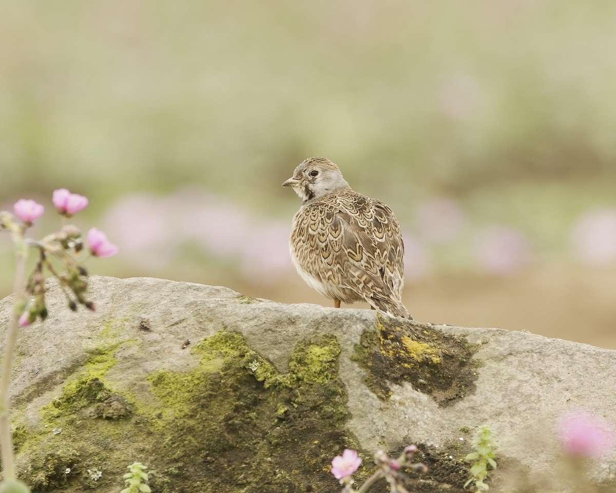 Least Seedsnipe - ML641684459
