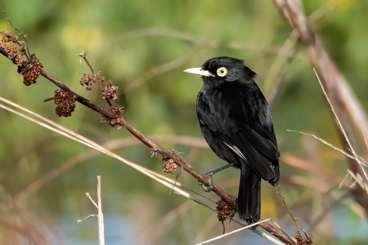 Spectacled Tyrant - ML641684510