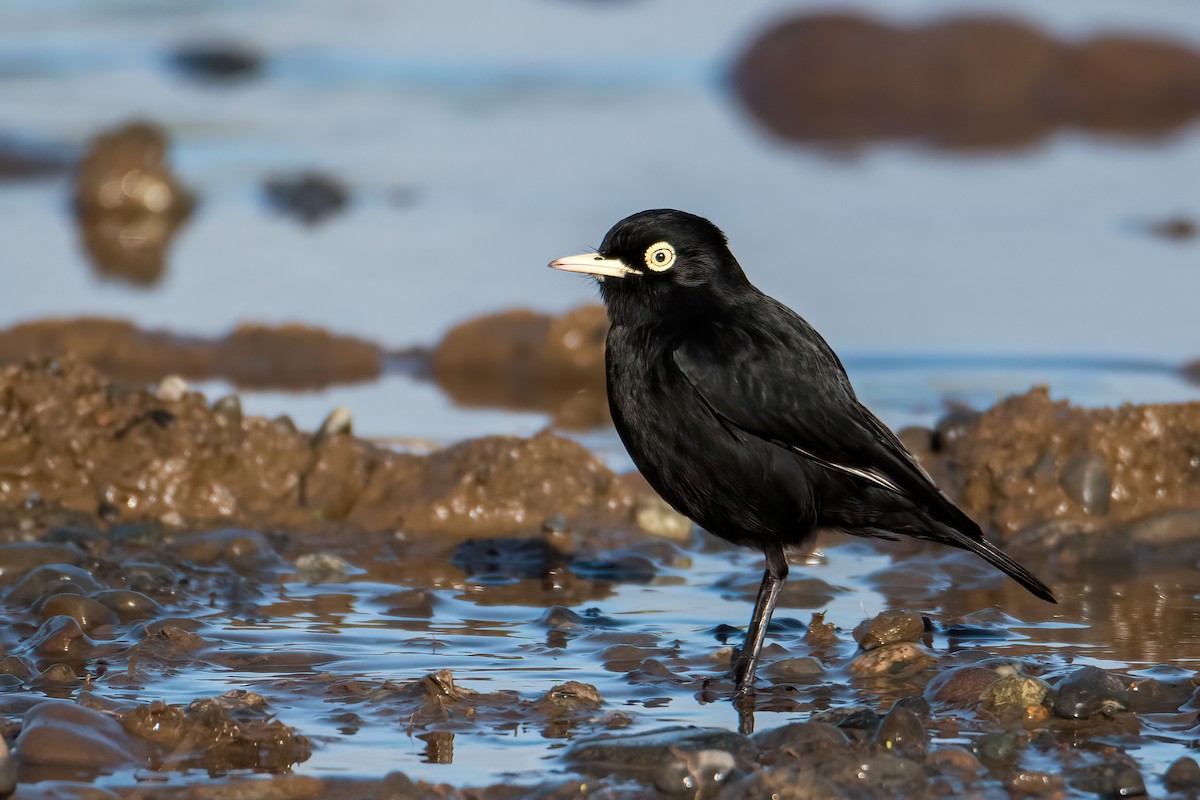 Spectacled Tyrant - ML641684511