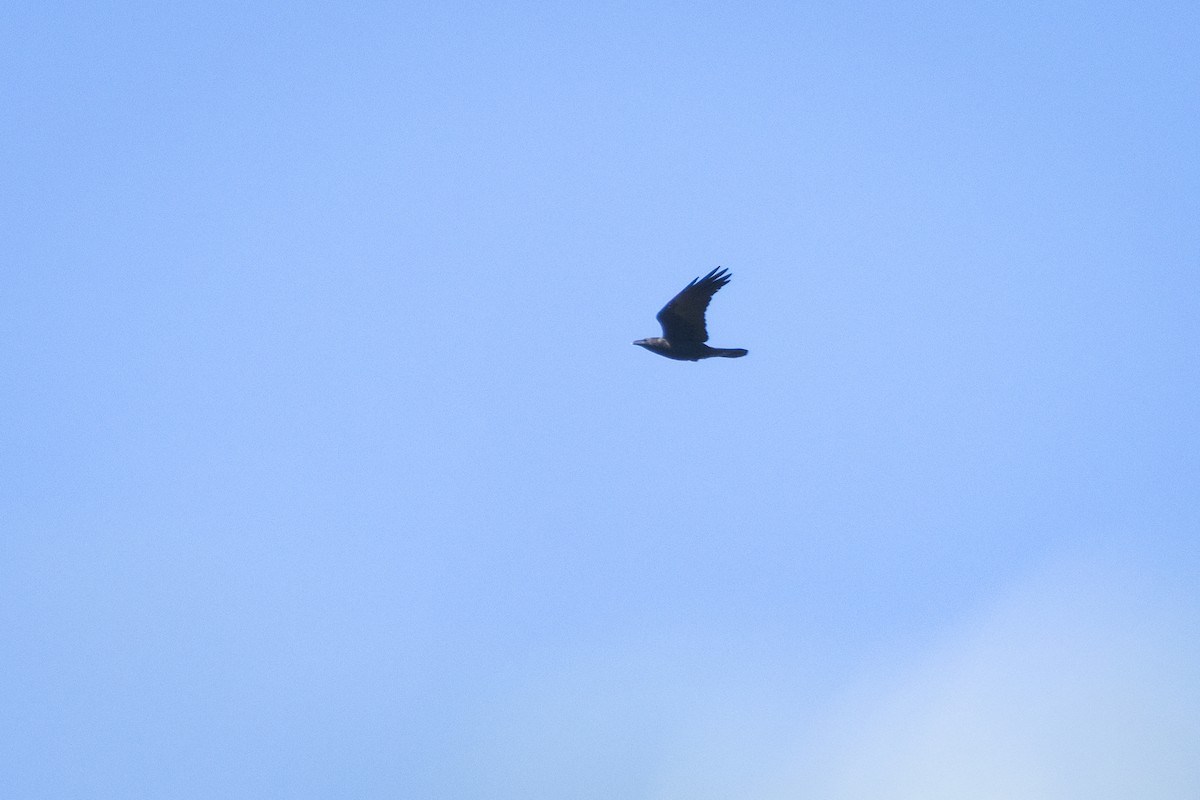 Chihuahuan Raven - ML641684514