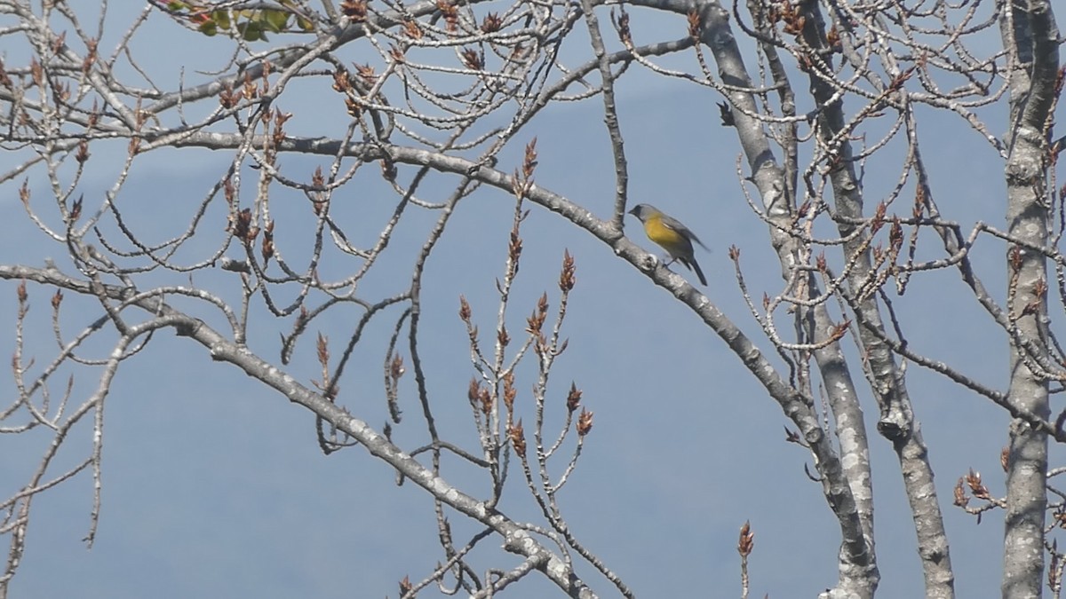 Gray-hooded Sierra Finch - ML641684521
