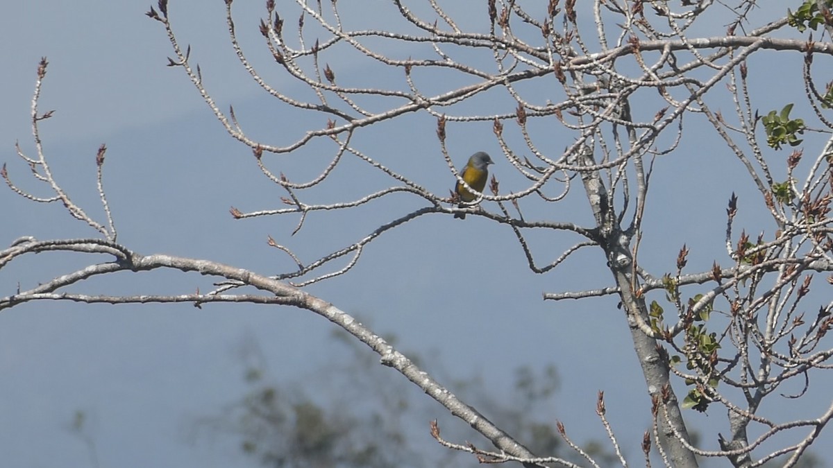 Gray-hooded Sierra Finch - ML641684523