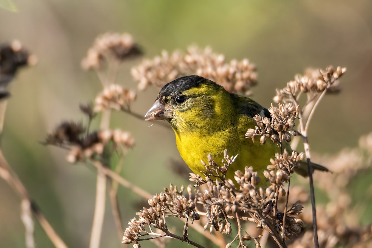 Black-chinned Siskin - ML641684527