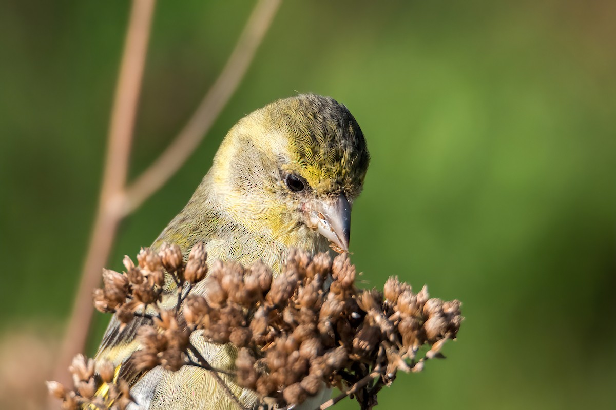 Black-chinned Siskin - ML641684528