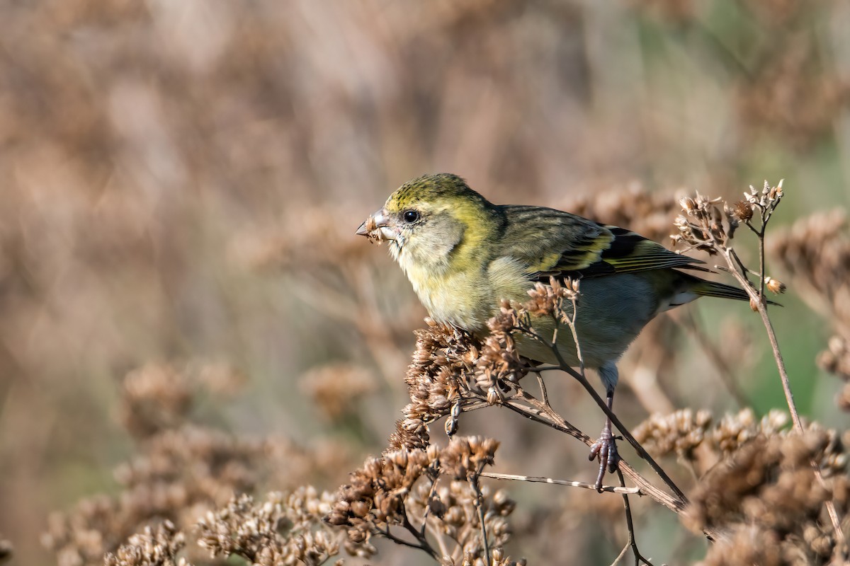 Black-chinned Siskin - ML641684529