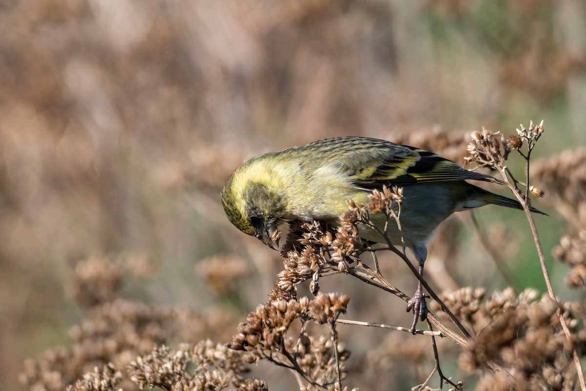 Black-chinned Siskin - ML641684530