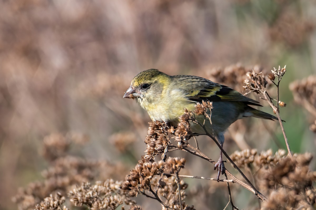 Black-chinned Siskin - ML641684531