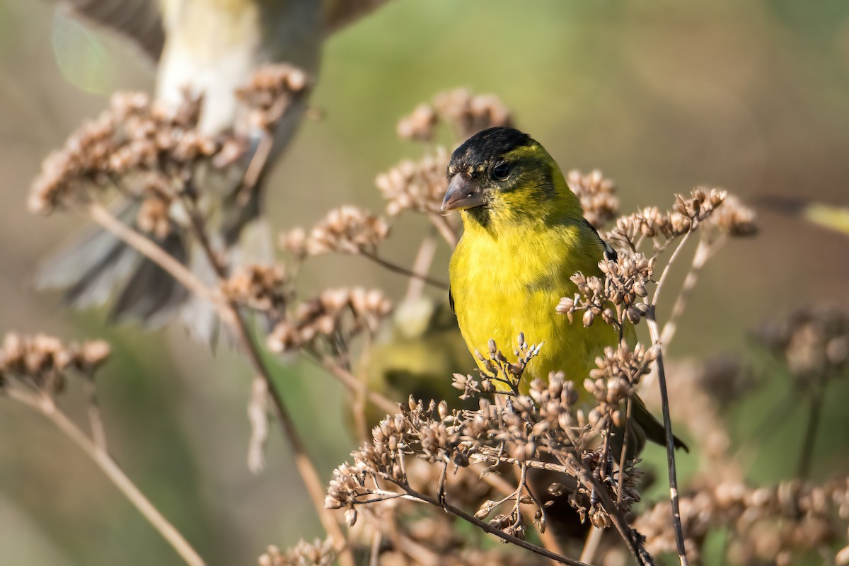 Black-chinned Siskin - ML641684532