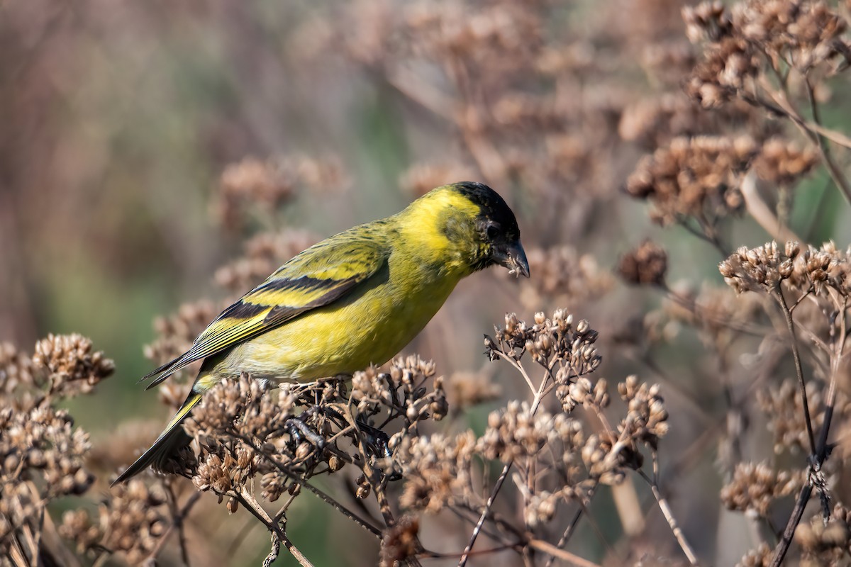 Black-chinned Siskin - ML641684533