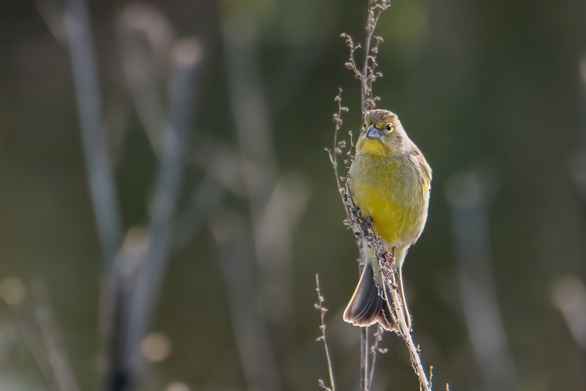 Grassland Yellow-Finch - ML641684544