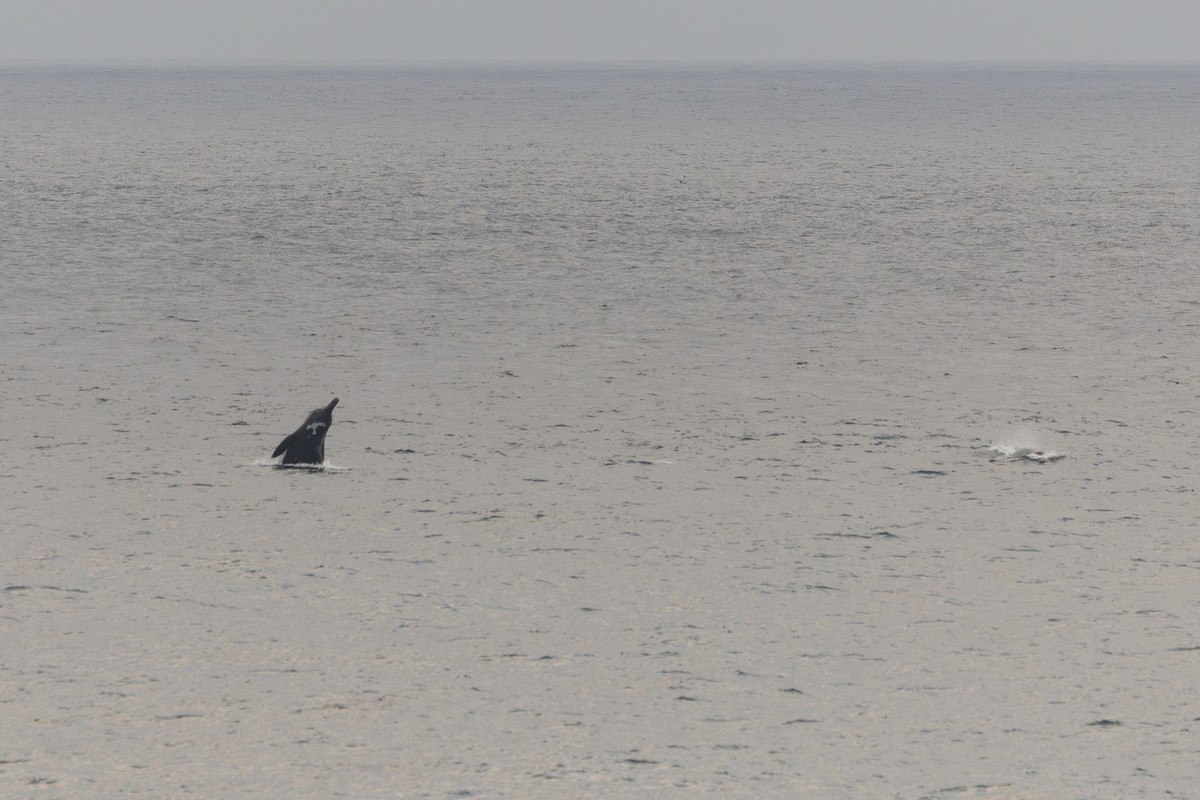 Baird's Beaked Whale - ML641684547