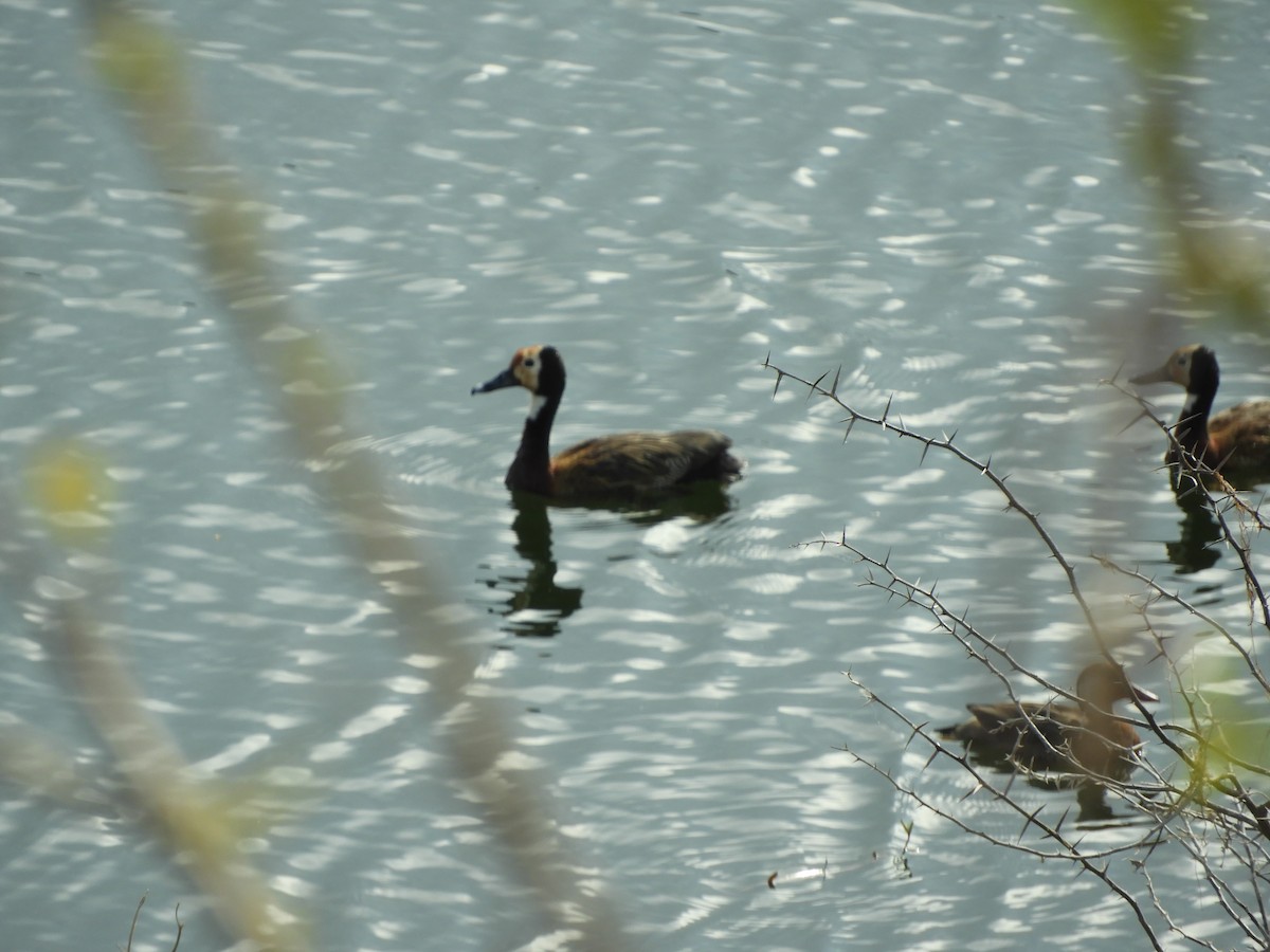 Dendrocygne veuf - ML641684565