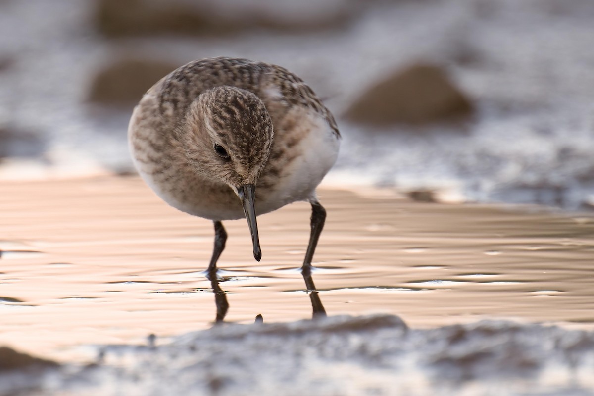 Bécasseau de Baird - ML641684570