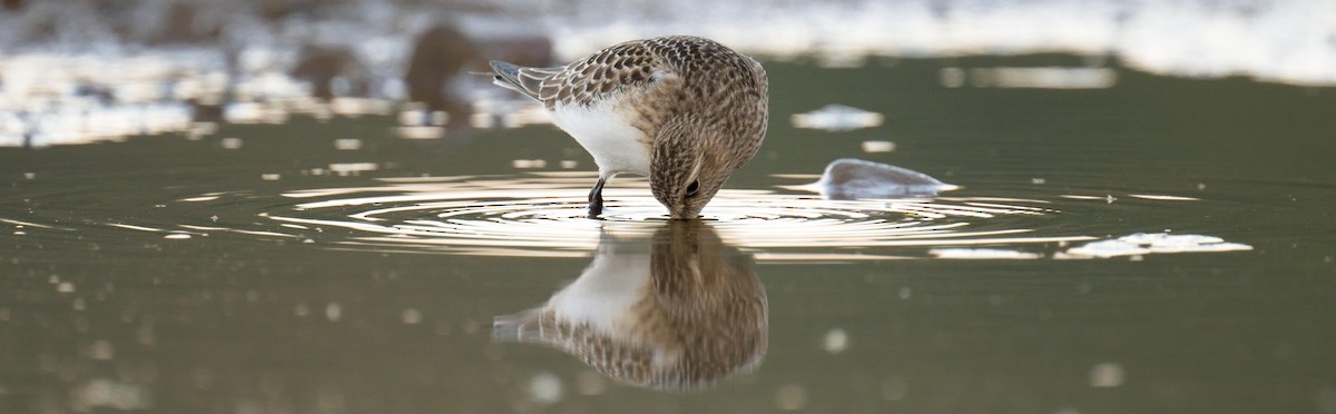 Bécasseau de Baird - ML641684571