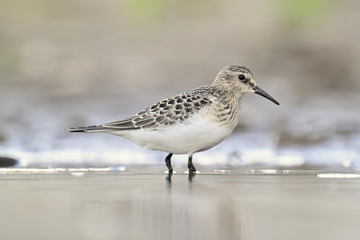 Bécasseau de Baird - ML641684572