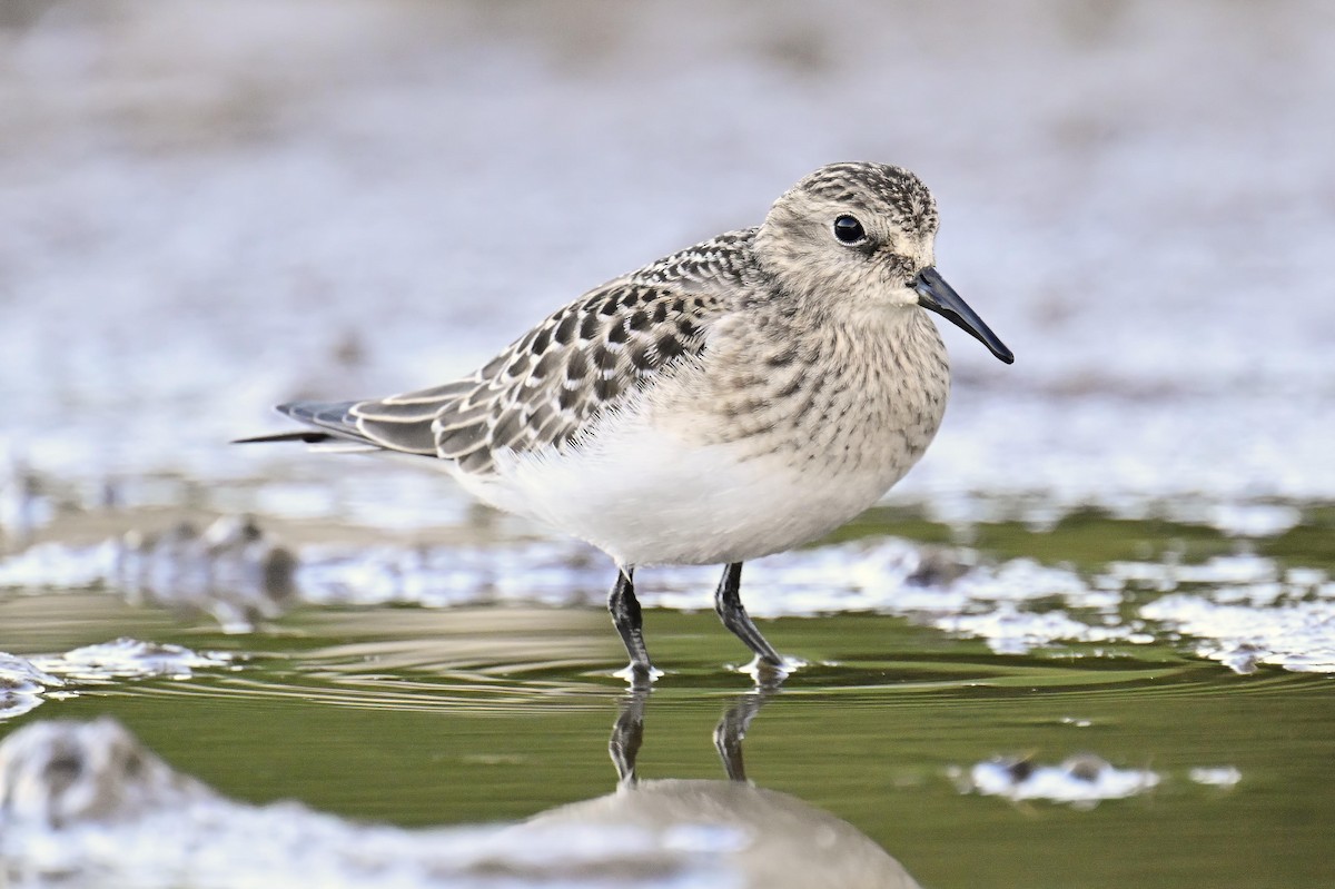 Bécasseau de Baird - ML641684573