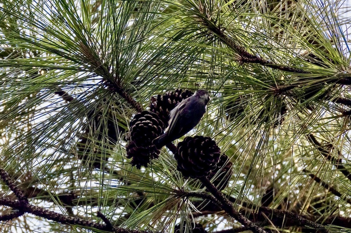 Brown-headed Nuthatch - ML641684575