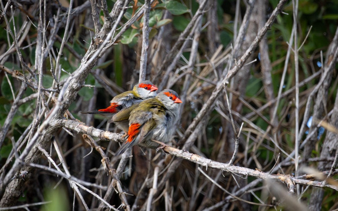 Red-browed Firetail - ML641684578
