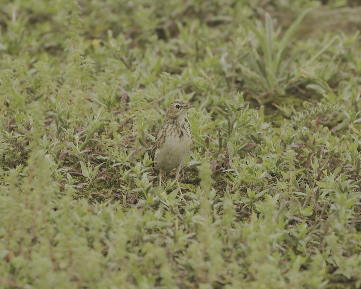 Peruvian Pipit - ML641684585