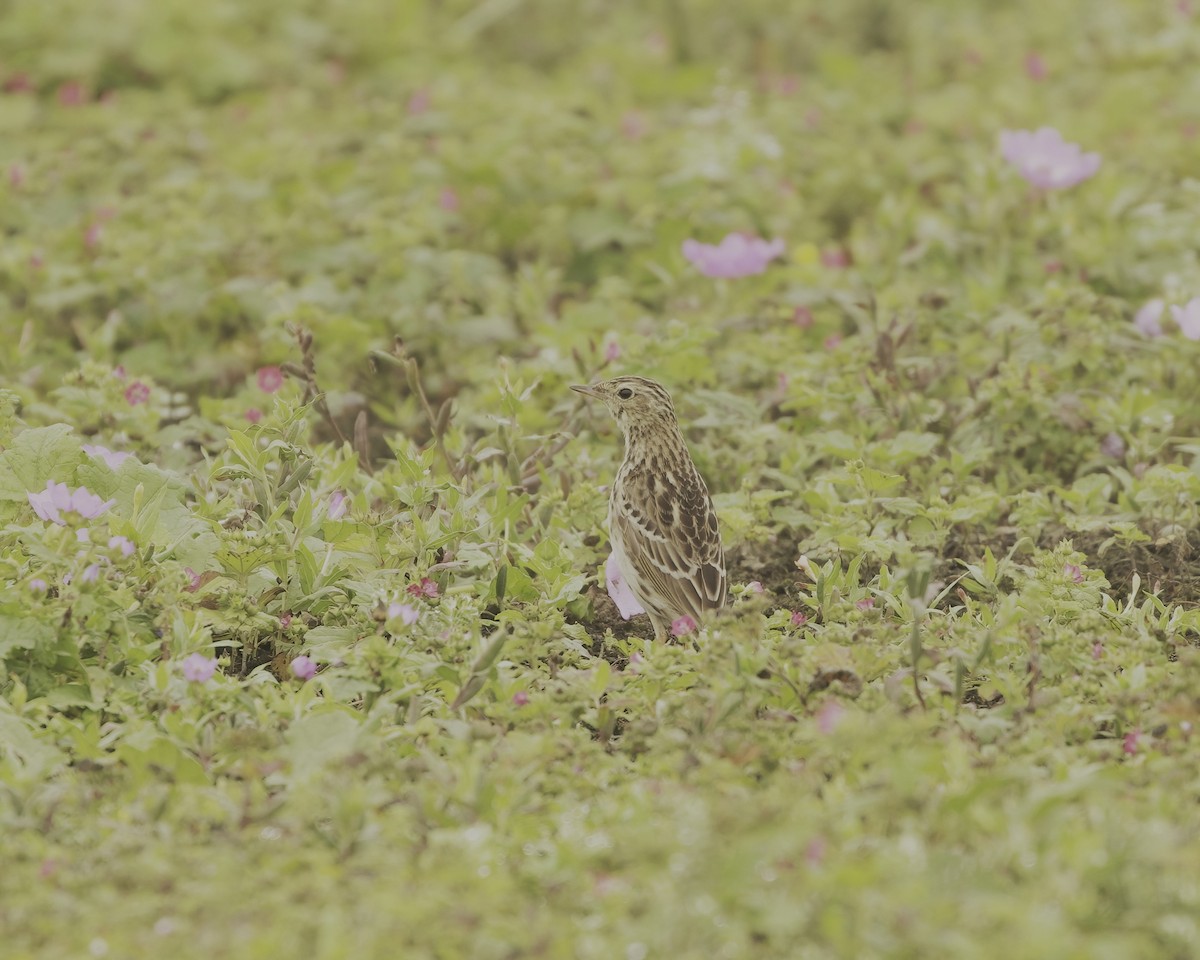 Peruvian Pipit - ML641684587