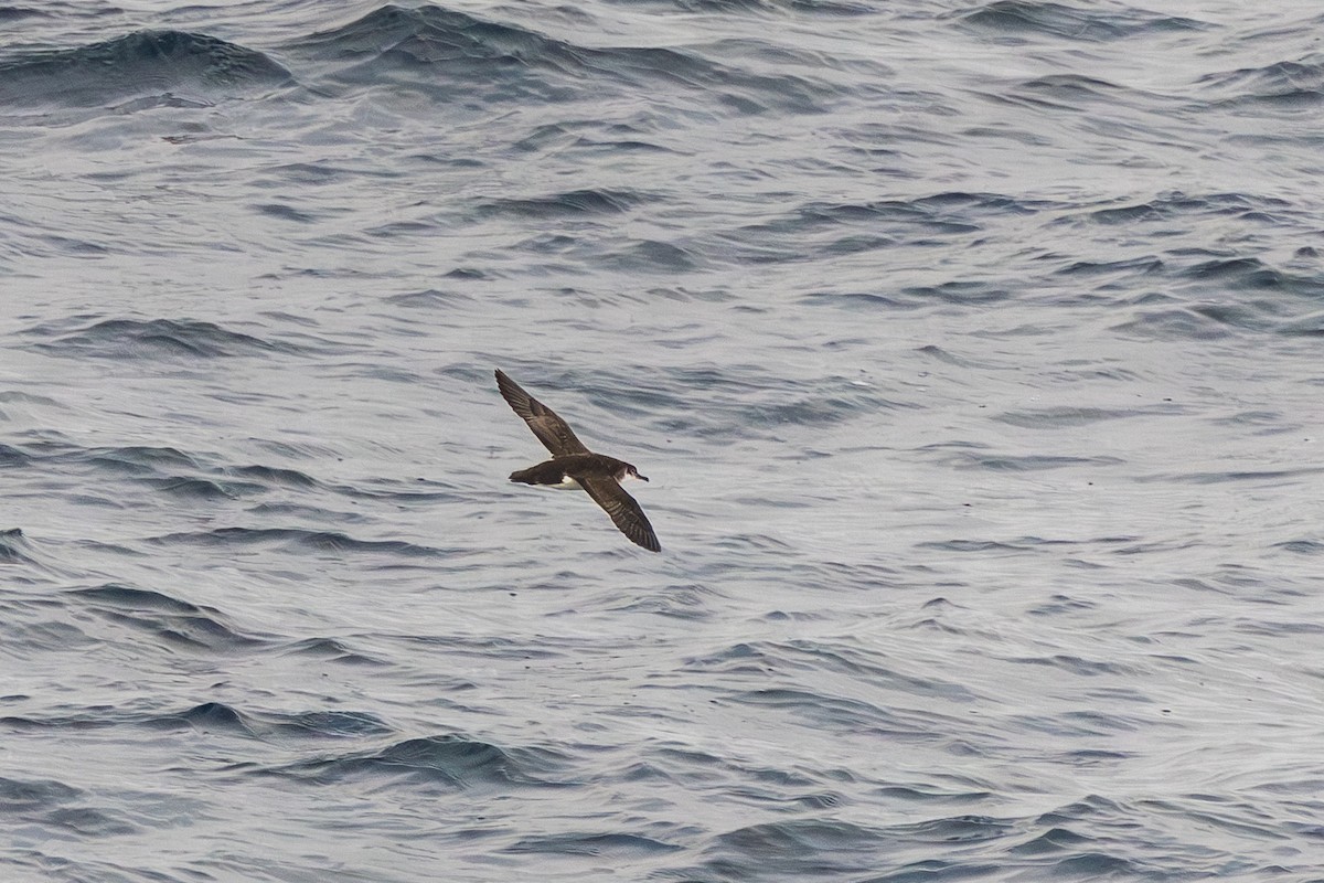 Manx Shearwater - ML641684595