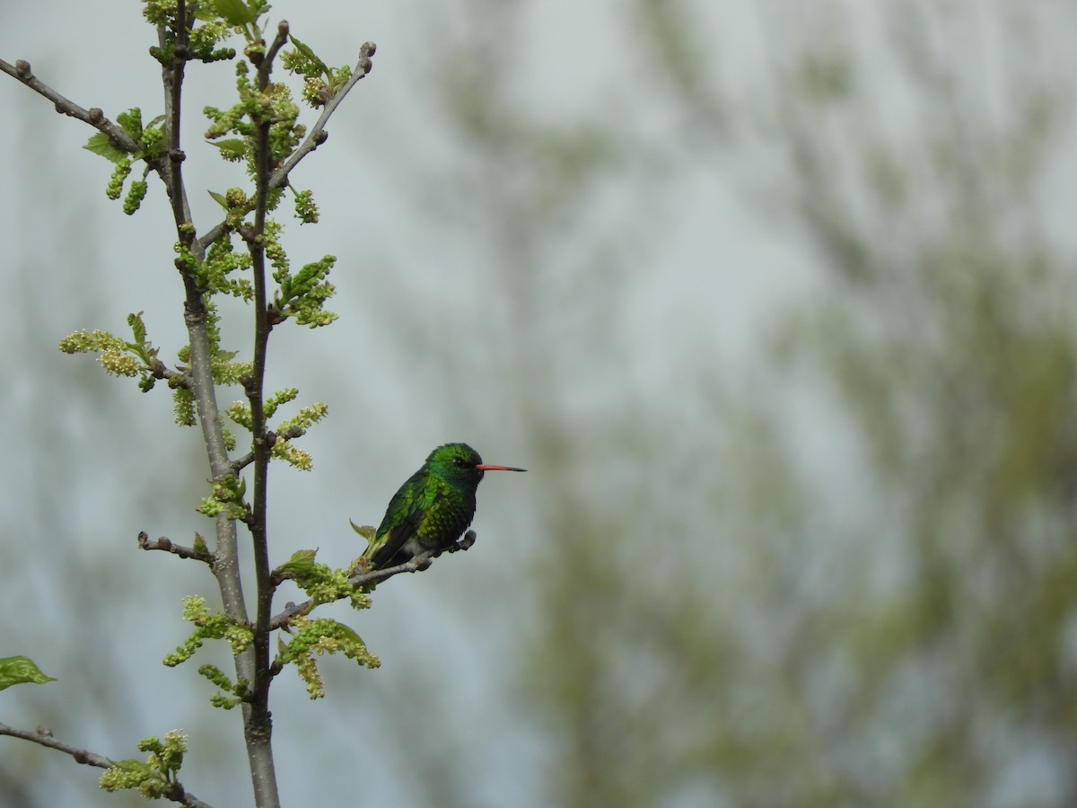 Glittering-bellied Emerald - ML641684600