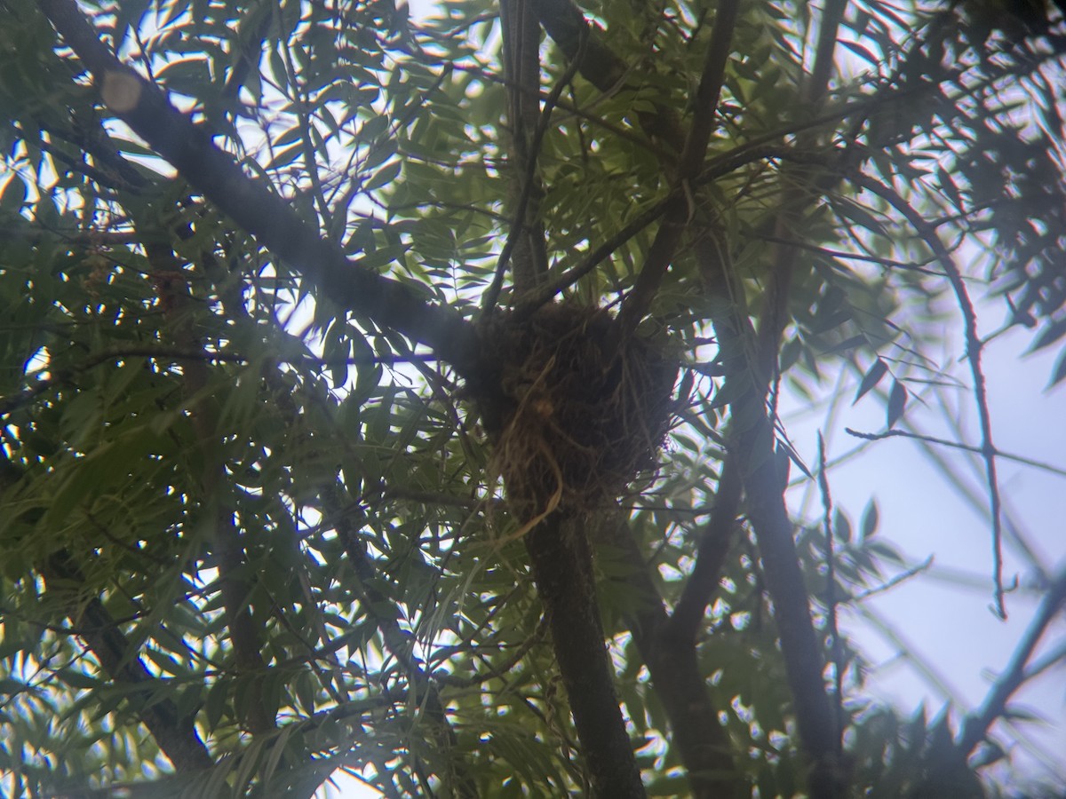 American Robin - ML641684616