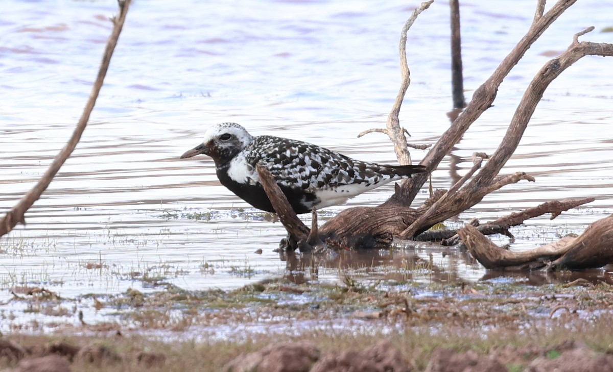 Black-bellied Plover - ML641684626