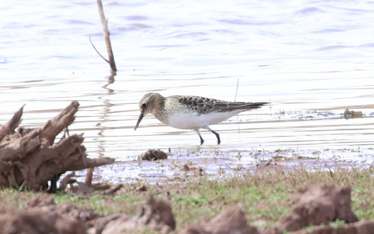 Baird's Sandpiper - ML641684637