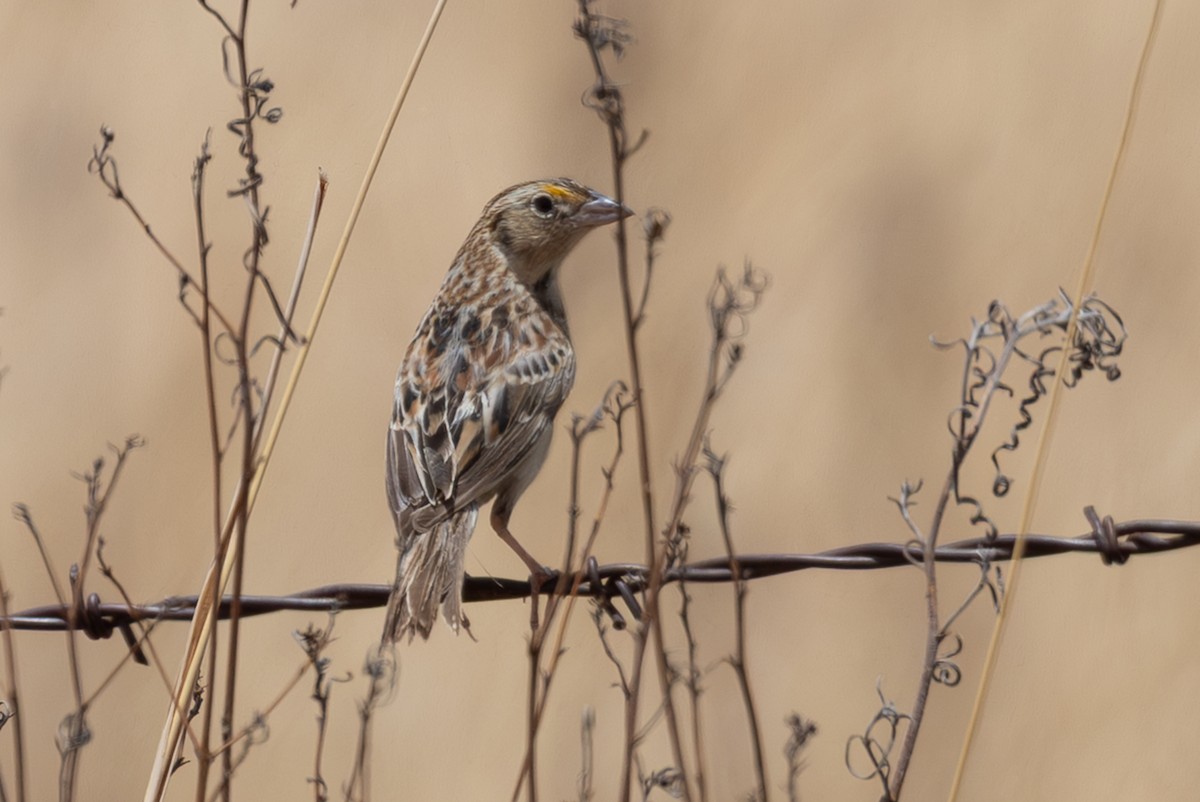 Grasshopper Sparrow - ML641684639