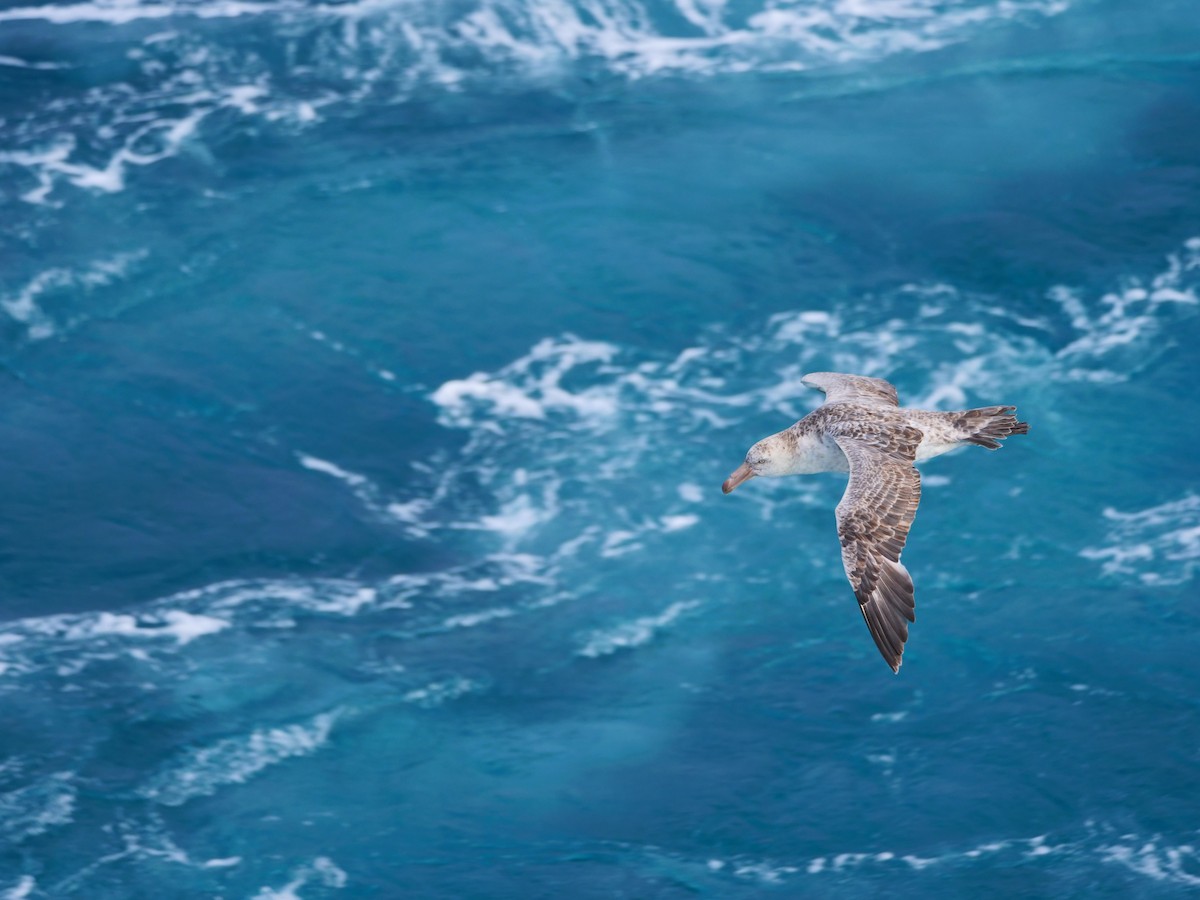 Northern Giant-Petrel - ML641684672
