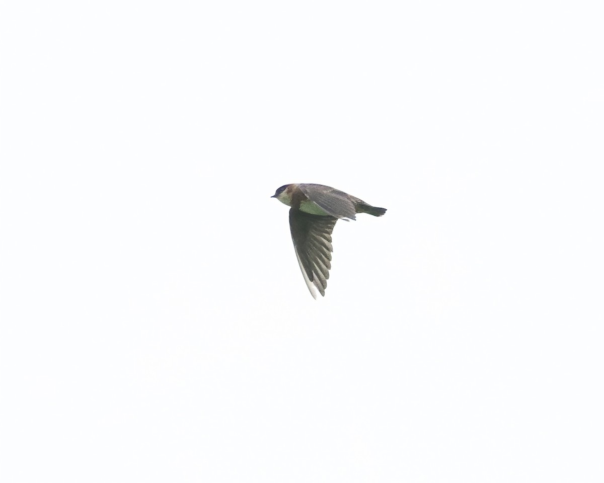 Chestnut-collared Swallow - ML641684680