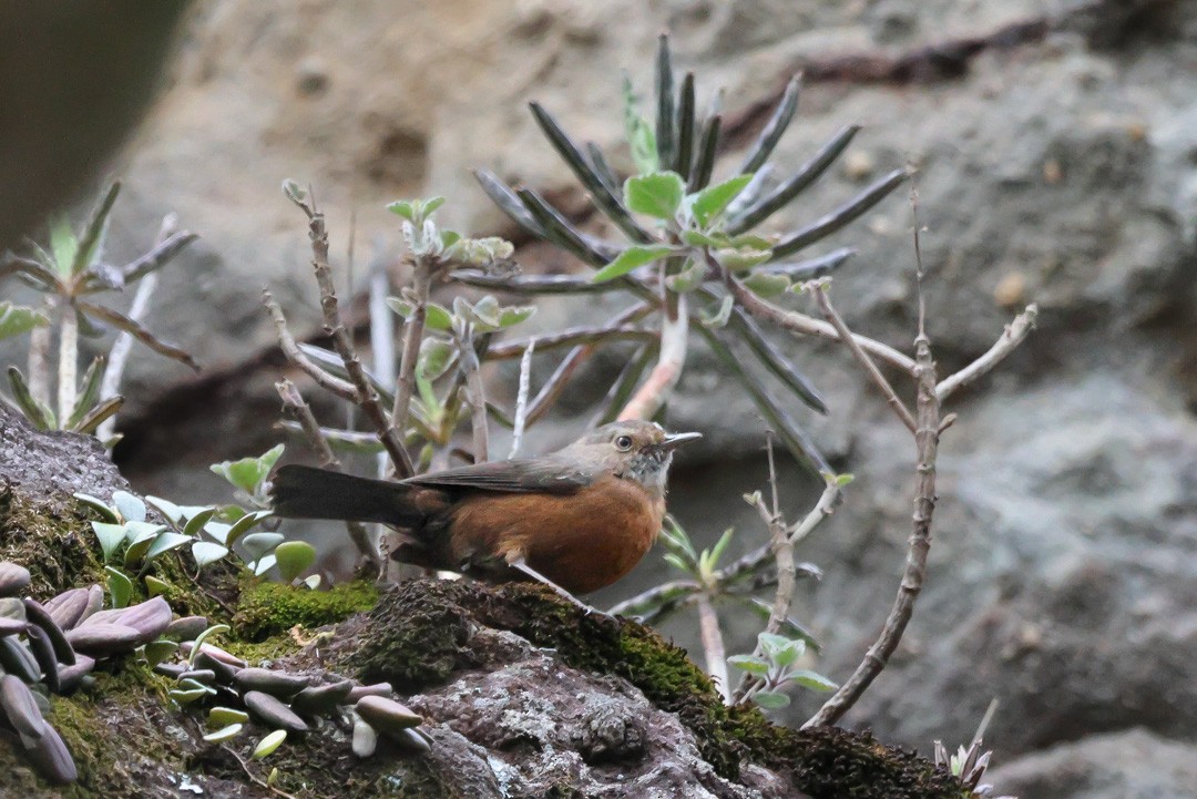 Rockwarbler - ML641684756