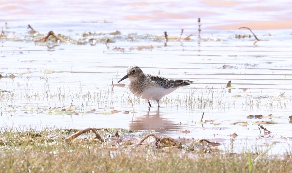 Baird's Sandpiper - ML641684783
