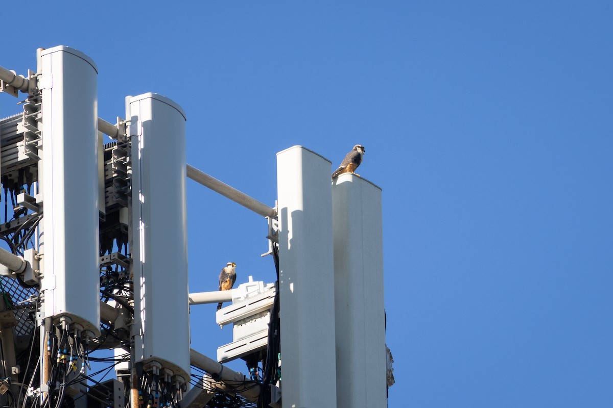 Aplomado Falcon - ML641684790