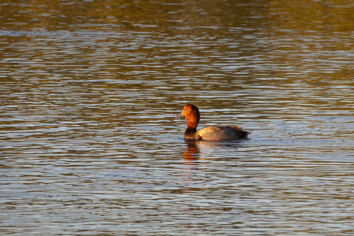Redhead - ML641684809