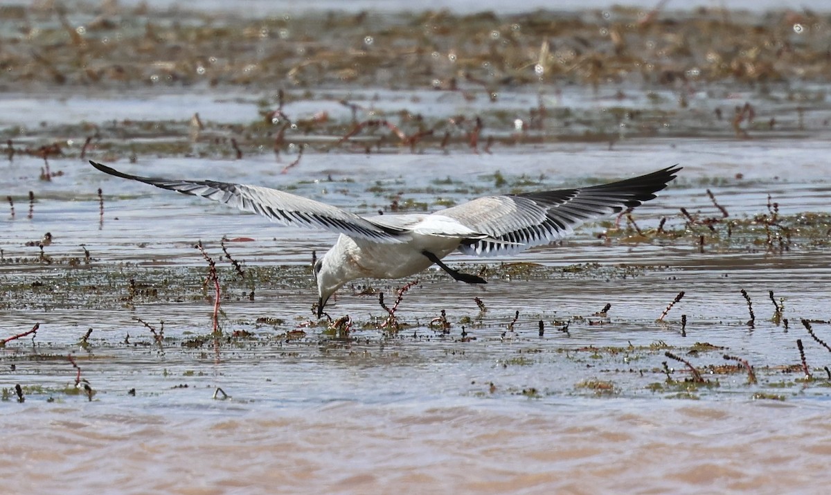Franklin's Gull - ML641684816