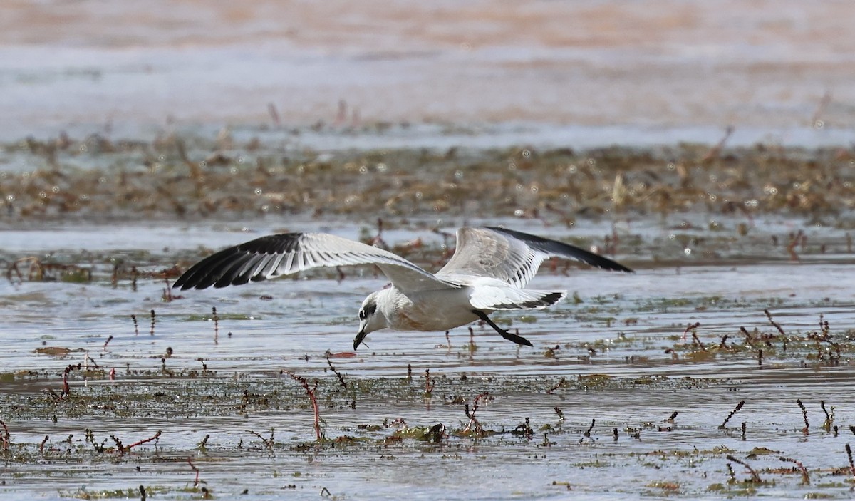 Franklin's Gull - ML641684817