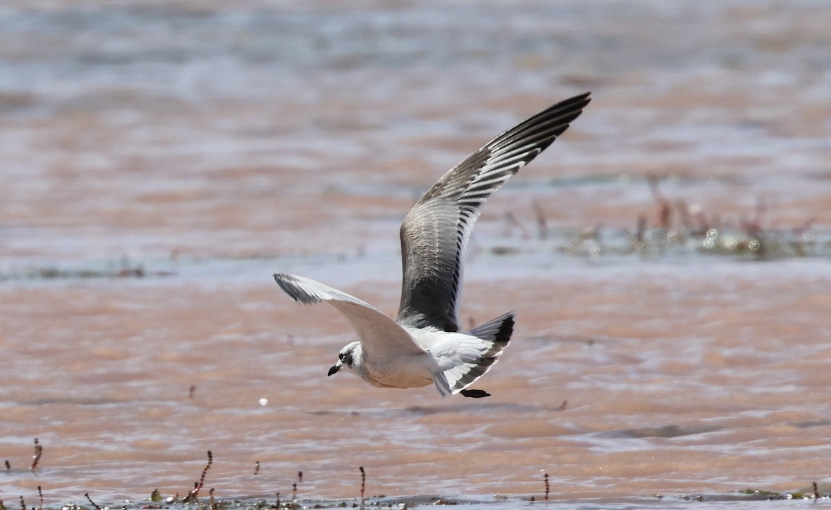 Franklin's Gull - ML641684818