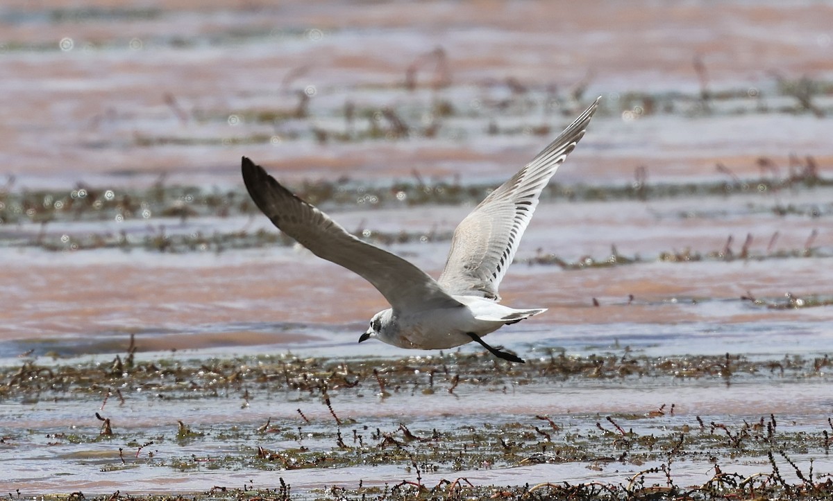 Franklin's Gull - ML641684819